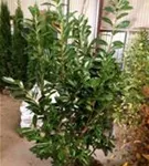Kirschlorbeer 'Novita' - Prunus lauroc.'Novita' - Heckenpflanzen