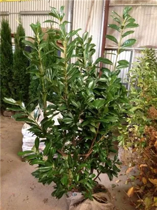 Kirschlorbeer 'Novita' - Prunus lauroc.'Novita' - Heckenpflanzen