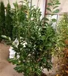 Kirschlorbeer 'Novita' - Prunus lauroc.'Novita' - Heckenpflanzen