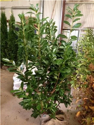 Kirschlorbeer 'Novita' - Prunus lauroc.'Novita' - Heckenpflanzen