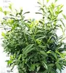 Kirschlorbeer 'Novita' - Prunus lauroc.'Novita' - Heckenpflanzen
