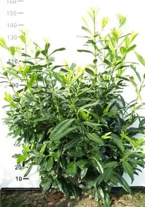 Kirschlorbeer 'Novita' - Prunus lauroc.'Novita' - Heckenpflanzen