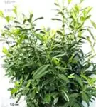 Kirschlorbeer 'Novita' - Prunus lauroc.'Novita' - Heckenpflanzen