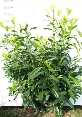 Kirschlorbeer 'Novita' - Prunus lauroc.'Novita' - Heckenpflanzen