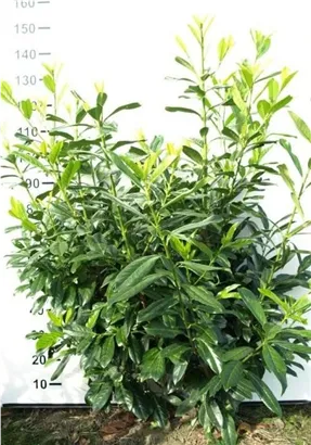 Kirschlorbeer 'Novita' - Prunus lauroc.'Novita' - Heckenpflanzen
