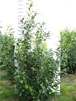 Kirschlorbeer 'Novita' - Prunus lauroc.'Novita' - Heckenpflanzen