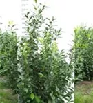 Kirschlorbeer 'Novita' - Prunus lauroc.'Novita' - Heckenpflanzen