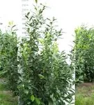 Kirschlorbeer 'Novita' - Prunus lauroc.'Novita' - Heckenpflanzen