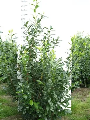 Kirschlorbeer 'Novita' - Prunus lauroc.'Novita' - Heckenpflanzen