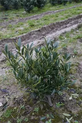 Breitw.Lorbeerkirsche 'Otto Luyken' - Prunus lauroc.'Otto Luyken'