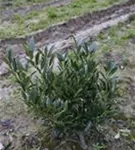 Breitw.Lorbeerkirsche 'Otto Luyken' - Prunus lauroc.'Otto Luyken' Breitw.Lorbeerkirsche 'Otto Luyken' - Prunus lauroc.'Otto Luyken'