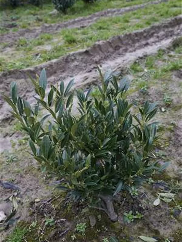 Breitw.Lorbeerkirsche 'Otto Luyken' - Prunus lauroc.'Otto Luyken'