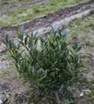 Breitw.Lorbeerkirsche 'Otto Luyken' - Prunus lauroc.'Otto Luyken'