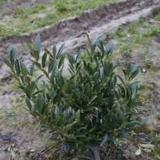 Prunus lauroc.'Otto Luyken', mB 30- 40