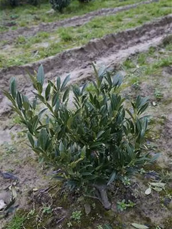 Breitw.Lorbeerkirsche 'Otto Luyken' - Prunus lauroc.'Otto Luyken'