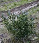 Breitw.Lorbeerkirsche 'Otto Luyken' - Prunus lauroc.'Otto Luyken'