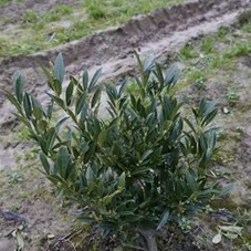 Prunus lauroc.'Otto Luyken', mB 30- 40