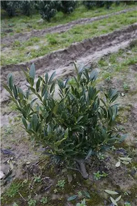 Breitw.Lorbeerkirsche 'Otto Luyken' - Prunus lauroc.'Otto Luyken'