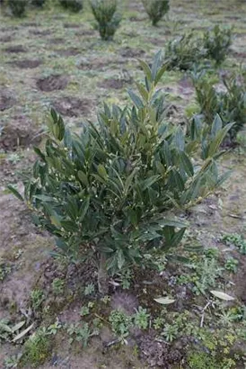 Breitw.Lorbeerkirsche 'Otto Luyken' - Prunus lauroc.'Otto Luyken'