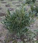 Breitw.Lorbeerkirsche 'Otto Luyken' - Prunus lauroc.'Otto Luyken' Breitw.Lorbeerkirsche 'Otto Luyken' - Prunus lauroc.'Otto Luyken'