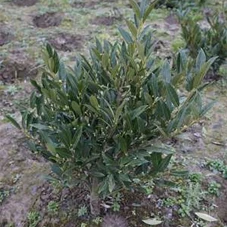 Prunus lauroc.'Otto Luyken', mB 40- 50 Prunus lauroc.'Otto Luyken', mB 40- 50