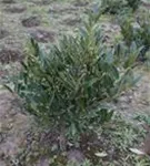 Breitw.Lorbeerkirsche 'Otto Luyken' - Prunus lauroc.'Otto Luyken'