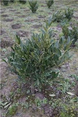 Breitw.Lorbeerkirsche 'Otto Luyken' - Prunus lauroc.'Otto Luyken'