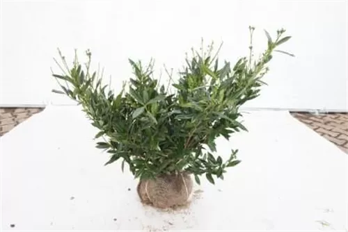 Breitw.Lorbeerkirsche 'Otto Luyken' - Prunus lauroc.'Otto Luyken'