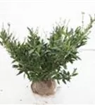 Breitw.Lorbeerkirsche 'Otto Luyken' - Prunus lauroc.'Otto Luyken' Breitw.Lorbeerkirsche 'Otto Luyken' - Prunus lauroc.'Otto Luyken'