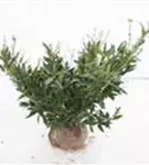 Breitw.Lorbeerkirsche 'Otto Luyken' - Prunus lauroc.'Otto Luyken'