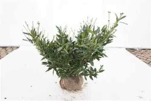 Breitw.Lorbeerkirsche 'Otto Luyken' - Prunus lauroc.'Otto Luyken'