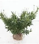 Breitw.Lorbeerkirsche 'Otto Luyken' - Prunus lauroc.'Otto Luyken'