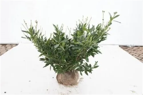 Breitw.Lorbeerkirsche 'Otto Luyken' - Prunus lauroc.'Otto Luyken'