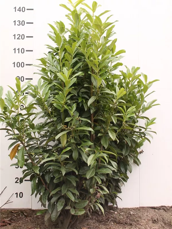 Lorbeerkirsche 'Reynvaanii' - Prunus lauroc.'Reynvaanii' Lorbeerkirsche 'Reynvaanii' - Prunus lauroc.'Reynvaanii'