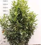 Lorbeerkirsche 'Reynvaanii' - Prunus lauroc.'Reynvaanii'