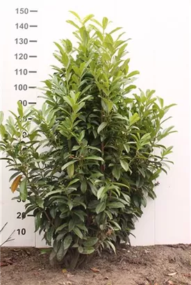 Lorbeerkirsche 'Reynvaanii' - Prunus lauroc.'Reynvaanii'