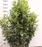 Lorbeerkirsche 'Reynvaanii' - Prunus lauroc.'Reynvaanii'