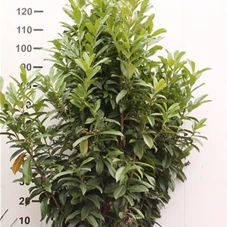 Prunus lauroc.'Reynvaanii', mB 125- 150