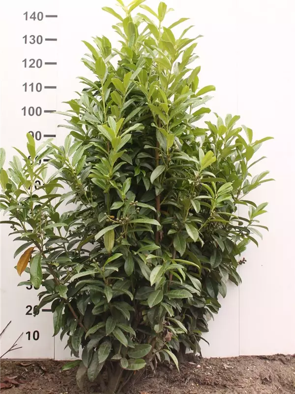 Lorbeerkirsche 'Reynvaanii' - Prunus lauroc.'Reynvaanii'