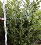 Lorbeerkirsche 'Rotundifolia' - Prunus lauroc.'Rotundifolia' Lorbeerkirsche 'Rotundifolia' - Prunus lauroc.'Rotundifolia'