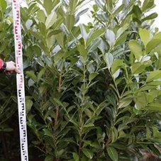 Prunus lauroc.'Rotundifolia', mB 150- 175 Prunus lauroc.'Rotundifolia', mB 150- 175