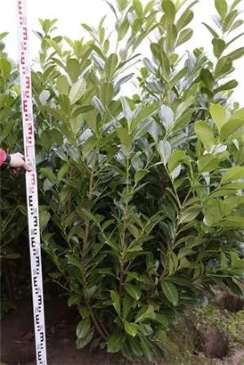 Lorbeerkirsche 'Rotundifolia' - Prunus lauroc.'Rotundifolia' Lorbeerkirsche 'Rotundifolia' - Prunus lauroc.'Rotundifolia'