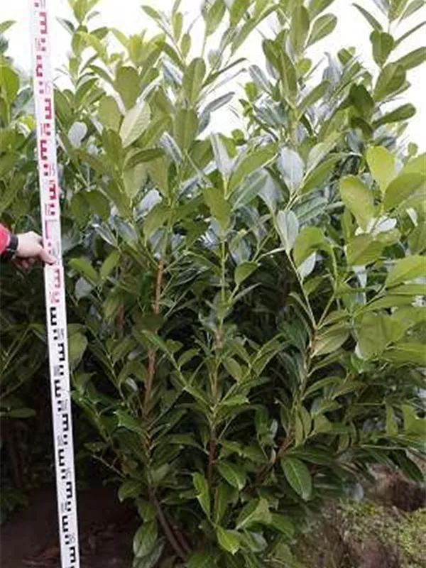 Lorbeerkirsche 'Rotundifolia' - Prunus lauroc.'Rotundifolia'