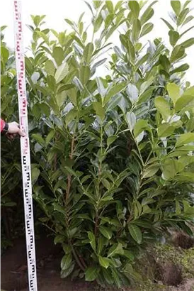Lorbeerkirsche 'Rotundifolia' - Prunus lauroc.'Rotundifolia'