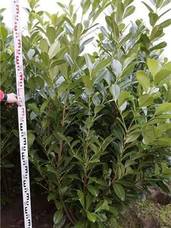 Lorbeerkirsche 'Rotundifolia' - Prunus lauroc.'Rotundifolia'