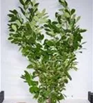 Lorbeerkirsche 'Rotundifolia' - Prunus lauroc.'Rotundifolia'