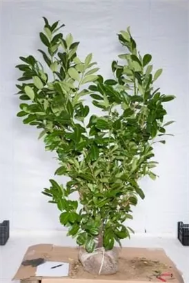 Lorbeerkirsche 'Rotundifolia' - Prunus lauroc.'Rotundifolia'