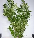 Lorbeerkirsche 'Rotundifolia' - Prunus lauroc.'Rotundifolia'