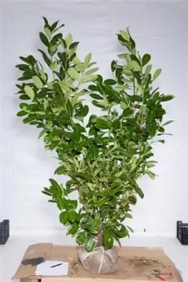 Lorbeerkirsche 'Rotundifolia' - Prunus lauroc.'Rotundifolia'