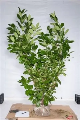 Lorbeerkirsche 'Rotundifolia' - Prunus lauroc.'Rotundifolia'